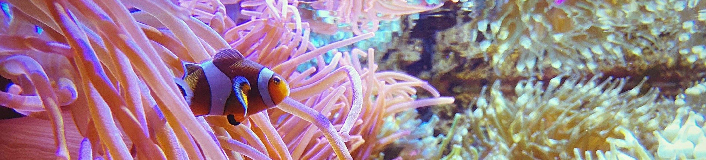 nemo_edited