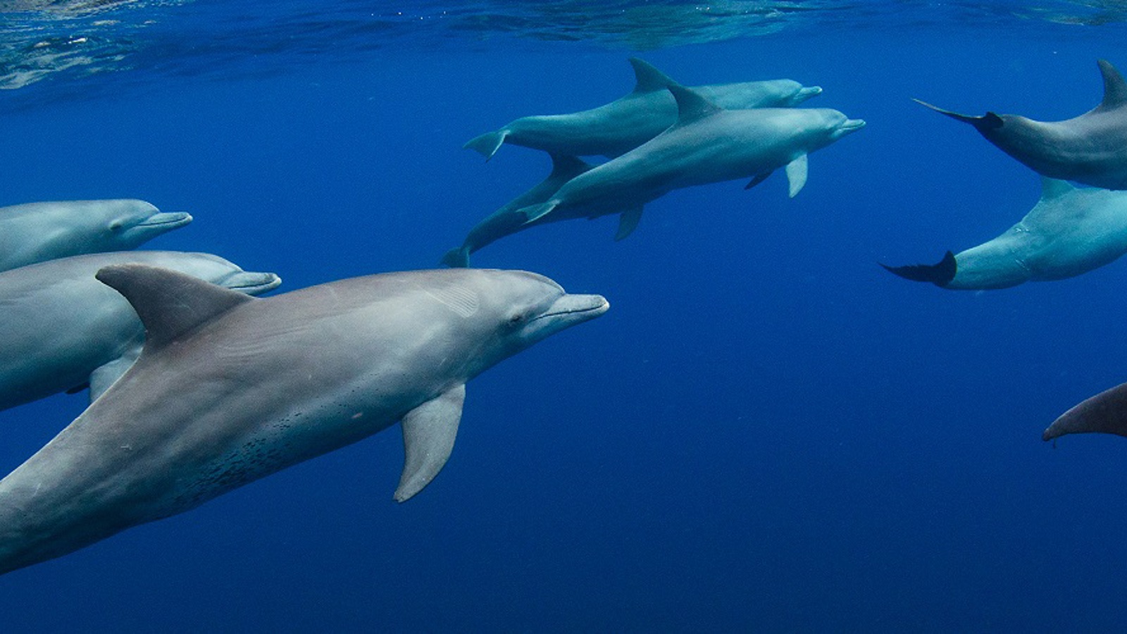 Dolphins